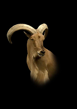 Barbary sheep