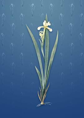 Vintage Yellow Banded Iris