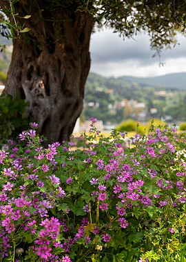 Pink and purple flower
