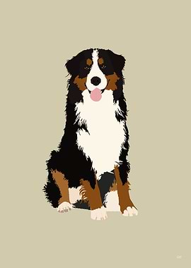 Bernese Mountain Dog