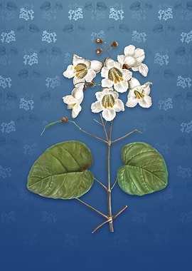 Catalpa Cordifolia Flower