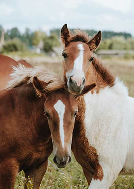 two young horses