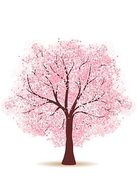 Cherry blossom