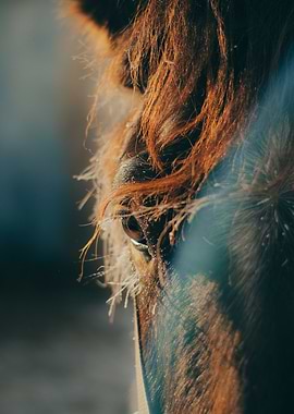 animal face brown horse