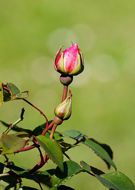Macro of a rose