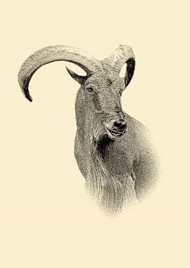 Barbary sheep