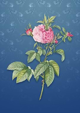 Vintage Pink Agatha Rose