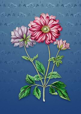 Hyacinth on Bahama Blue