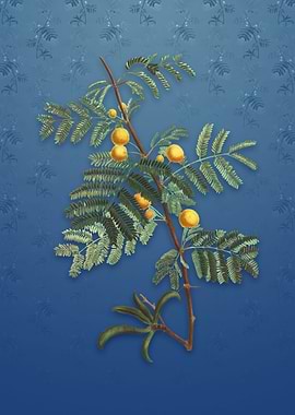 Vintage Sweet Acacia