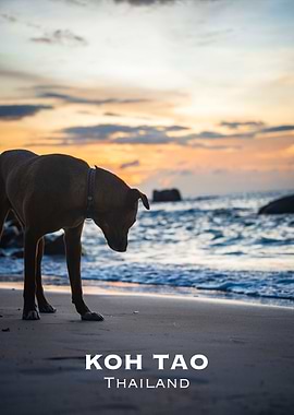 Koh Tao sunset Dog