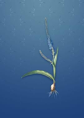 Vintage Ixia Plantaginea