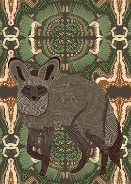 Bat Eared Fox Portrait