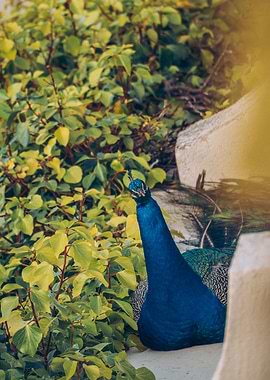 Peacock in Sintra
