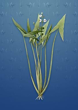 Arrowhead on Bahama Blue