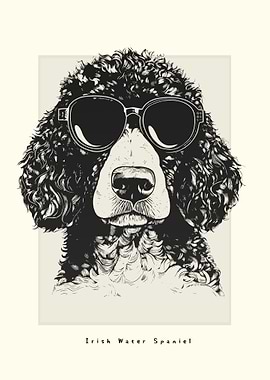 Irish Water Spaniel Sketch