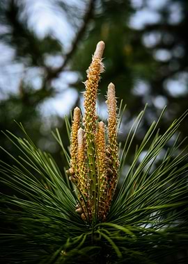 Pine Tree Close Up
