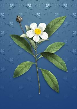 Vintage Loblolly Bay