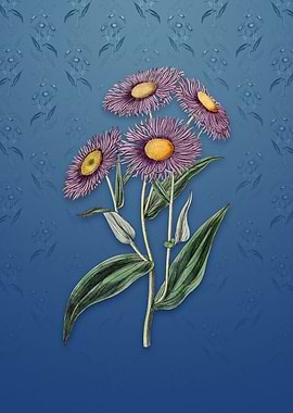 Vintage Shewy Stenactis