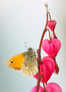 Spring butterfly