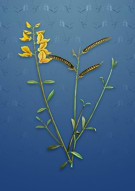 Vintage Spanish Broom