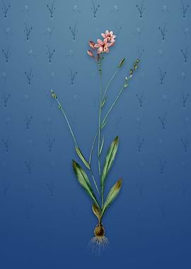 Vintage Gladiolus Junceus