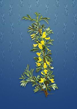 Vintage Caragana Spinosa