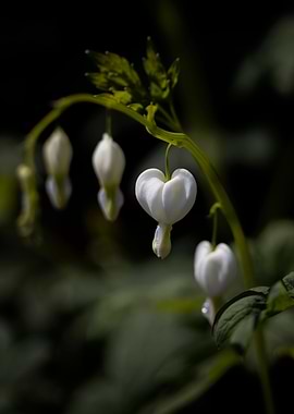 White heart flowers, macro