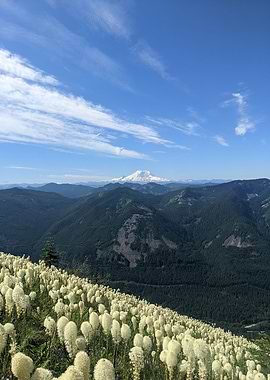 Beargrass at Bandera Mt