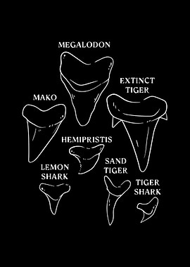 Shark Tooth types