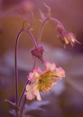 Pink flowers in the garden