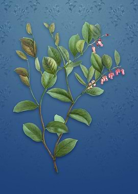 Andromeda Axillaris Bloom