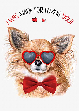 Chihuahua Long Hair Love