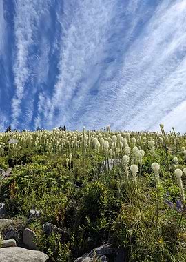 Blooming beargrass