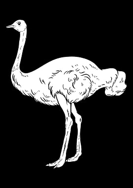 Ostrich Flightless Bird