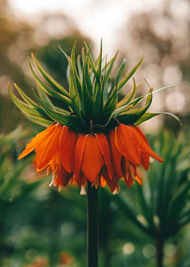 Crown Imperial