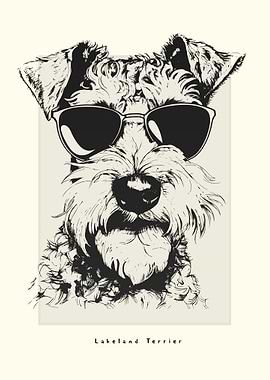 Lakeland Terrier Sketch