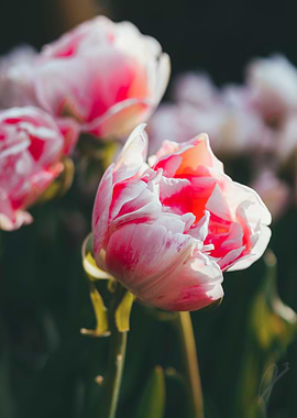 Pink Tulips