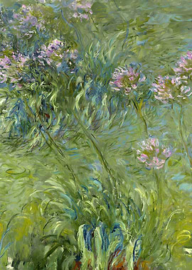 Agapanthus 1914