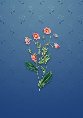 Captain Mangles Rhodanthe