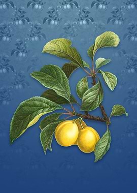 Vintage Ripe Plums on a