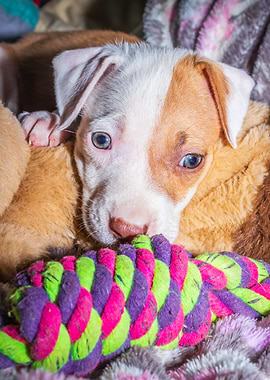 Pit bull puppy sleeping