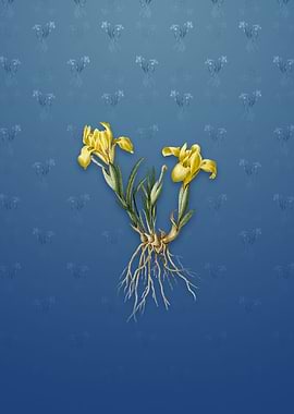 Sand Iris on Bahama Blue