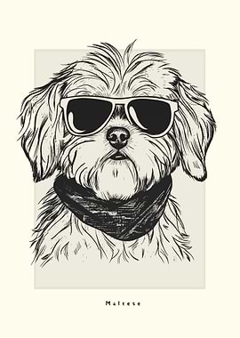Maltese Illustration