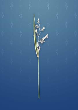 Powdery Alligator Flag