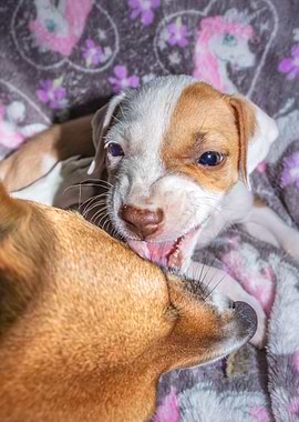 Pit bull puppy sleeping