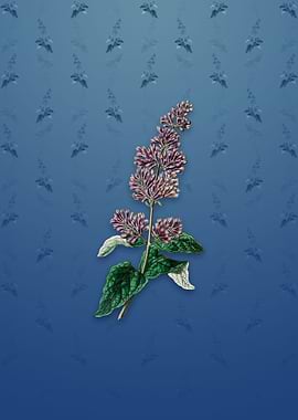 Lady Josikas Lilac Flower