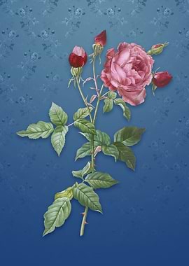 Vintage Provence Rose