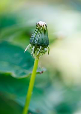 Macro of a peony