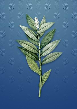 Vintage Smilacina Stellata