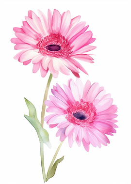 Gerbera Daisies Flowers